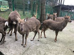 -武陵山森林公园