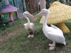 -正佳雨林生态植物园