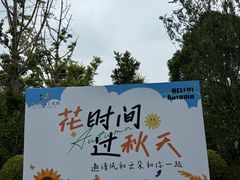 -杭州湾海上花田景区