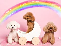 -读宠于你·约克夏比熊·睫角守宫·爬宠售卖(高新店)