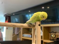 -乐山上善居·养心禅景酒店(世豪广场高铁站店)
