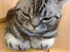 -藦茜花园宠物主题亲子互动体验馆(国顺东路店)