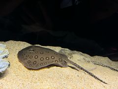-上海海洋水族馆