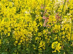 -三圣花乡旅游区