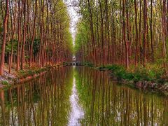 -合肥滨湖国家森林公园