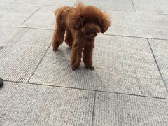 -爱宠屋pet shop·宠物洗澡·宠物美容