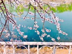 -桃花堤公园