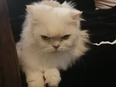 -more than meow吴止猫主题餐厅(承德 中船汇店)