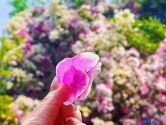 -深圳国际园林花卉博览园