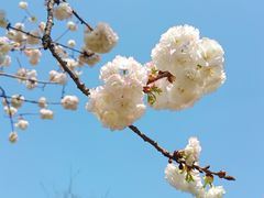 -顾村公园