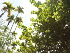 -海南槟榔谷黎苗文化旅游区