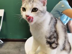 -团子家猫咪猫咖馆·柯基·柯尔鸭