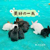 六一给大家推荐[加油]儿童萌宠乐园超可爱