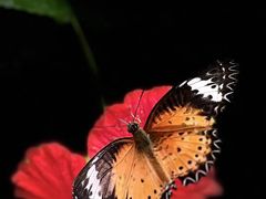 -西双版纳原始森林公园