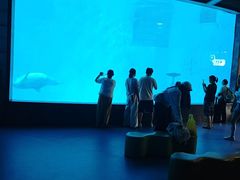 -海合安成都极地海洋公园