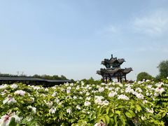 -曹州牡丹园