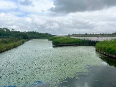 -春花秋色城市公园