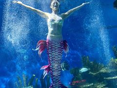 -海合安武汉极地海洋公园