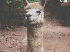 -清迈夜间动物园