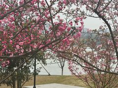 -羊山湖公园