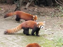 -成都大熊猫繁育研究基地