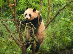 -中国大熊猫保护研究中心雅安碧峰峡基地