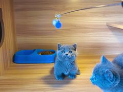 -猫十亿·布偶金渐层·曼基康矮脚猫舍(青年路店)