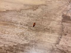 -上海静安洲际酒店