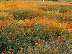 -春花秋色城市公园