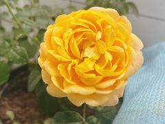-中环花鸟鱼虫市场