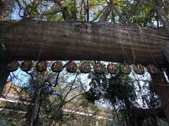 -西双版纳原始森林公园