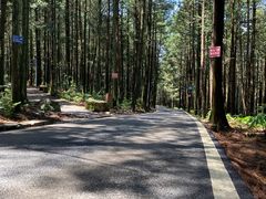 -重庆睡佛山森林公园