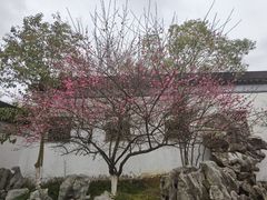 -八大山人梅湖景区