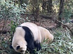 -中国大熊猫保护研究中心雅安碧峰峡基地