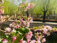 -海棠花溪(元大都城垣遗址公园)
