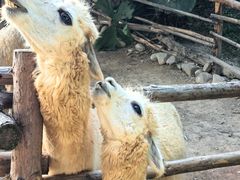 -泉州海丝野生动物世界