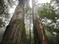 -天目山大树王景区
