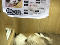 -屋虎猫馆(宝安大仟里店)