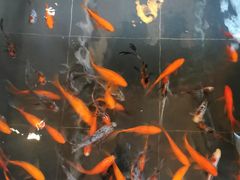 -旅马餐厅(茅家埠店)