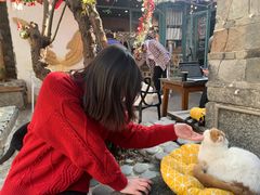 -喵屿·大理花园猫咖