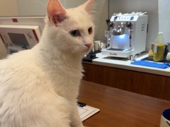 -有猫主题·治愈系猫咖(曾厝垵店)