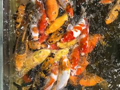 -上海大自然野生昆虫馆(东方明珠·爬宠昆虫探索中心)