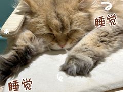 -安格丽娜·狗咖·猫咖羊驼咖(春熙路百盛商场店)
