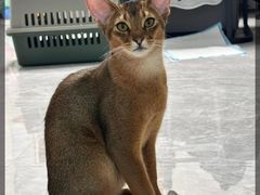 -猫十亿·布偶金渐层·曼基康矮脚猫舍(青年路店)