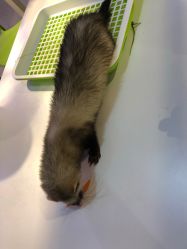-Moni星球萌宠·小马宝莉·灵蛇·高端高阶全萌宠互动体验俱乐部(红豆国际广场店)