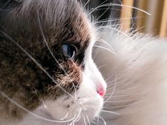 -喵zoo家庭繁育猫舍(尖东智能花园店)