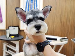 -鑫艺宠物美容培训学校