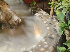 -多哥水傣味餐厅(司马巷店)