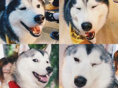 -Husky Go! 哈士奇体验馆·宠物咖啡厅狗咖