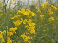 -长洲岛都市农业公园